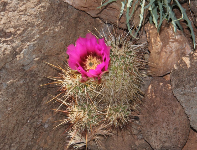Hedgehog Cactus ?